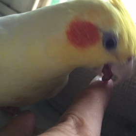 ペロペロマシュマロ君の画像