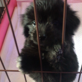 仔犬の販売始めましたの画像