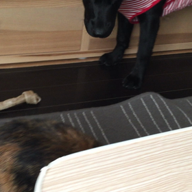 CM中の次女と三女と、ちょいちょいウサギくん。の画像