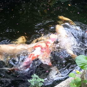 娘からジジへプレゼント！の画像