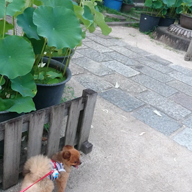 昨日の蓮の花の画像