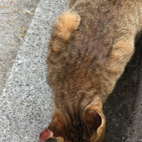 公園の猫たちの画像