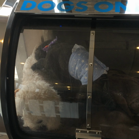 ⬛️5/31〜6/6＊酸素カプセルご利用のお友達⬛️の画像