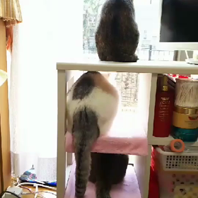 可愛い尻尾ちゃんの画像