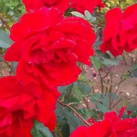 ピアノで描く花束コンサートの画像