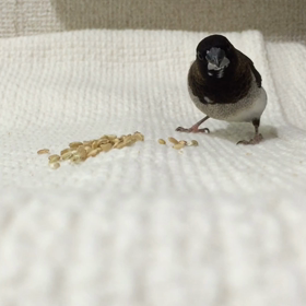 初動画UPの画像