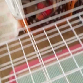 もおお散歩お昼か❗️の画像