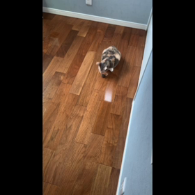 ネズミちゃんにまたたびスプレーかけてみたの画像