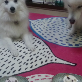 チロの悲劇の画像