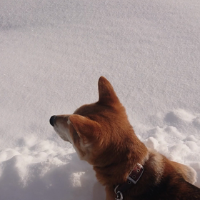 ヤマトの散歩✨の画像