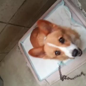 素晴らしぃ！の画像