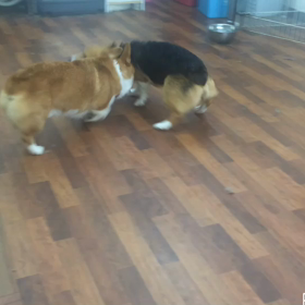 じゃれあいの画像