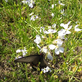 のむのむ(^-^)の画像