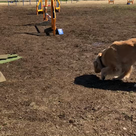 ひっちゃかめっちゃか…の画像