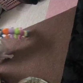 チワワのランちゃんの画像