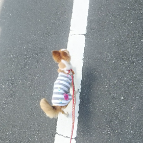 しっぽフリフリo(^-^)の画像