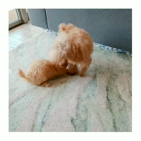 シフォンとルフナの動画あれこれ✨の画像