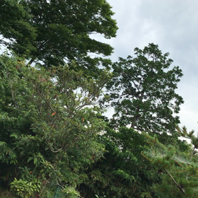 ７月ですね(^^)の画像