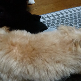 ココちゃん 元気すぎます❗の画像