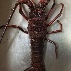 活きた伊勢エビの画像の画像