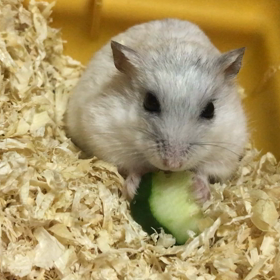 毎年恒例の夏野菜の画像