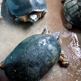 ただ眺める(^^)の画像