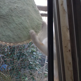 末っ子ぴーすけの画像