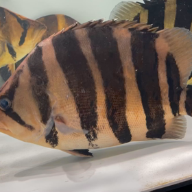 怪物ダトニオ入荷！！の画像