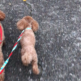 ♪お散歩動画♪参宮橋公園♪の画像