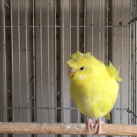 羽衣セキセイインコの画像