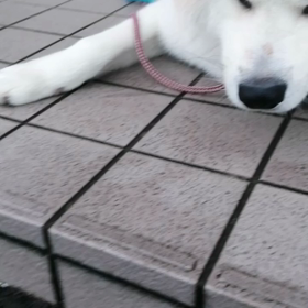 今朝も順調未来丸朝散歩❗しっかり散歩、しっかり休憩。昨日は雨でもミャンマーフェスティバルが大の画像