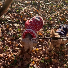 12月27日13わんこと1時間30分遠足　　代々木公園の画像