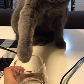 イタズラしたい猫の画像