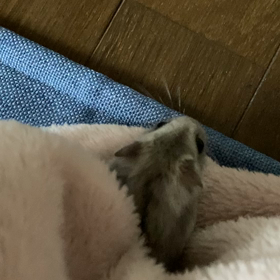 かくれんぼ？？の画像