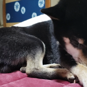 そろそろの画像