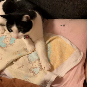 じゃらしの世界へ誘う党首のお姿の画像