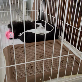 うちのこ12日目の画像