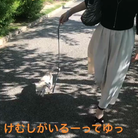 こむぎとお母さんとお散歩の画像