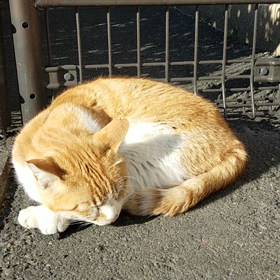 猫ビデオの画像