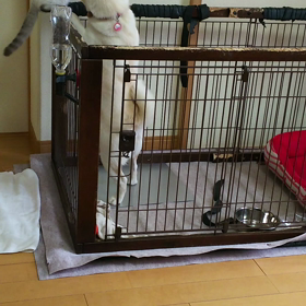 白芝ななと 猫のもかの画像