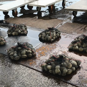 7/5夕市と7/6朝市の様子！伊勢湾の漁場は豊富！の画像