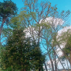 ホーホケキョ！！！！！の画像