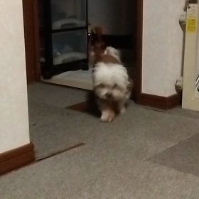 【2023年11月16日】チョコもうごはんないよ～の画像