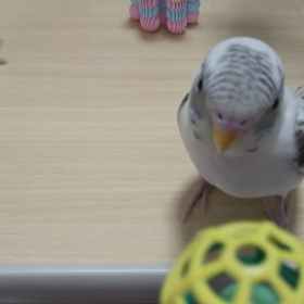 めんこいなぁの画像