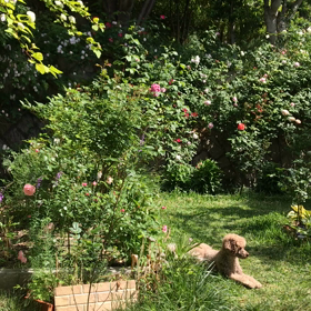 今日の薔薇の画像