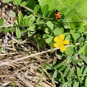 遭遇しましたーの画像