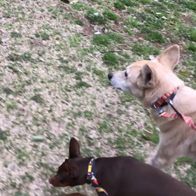 ♪60分遠足♪砧公園♪の画像