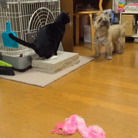 2015夏 我が家のペットっち❤︎の画像