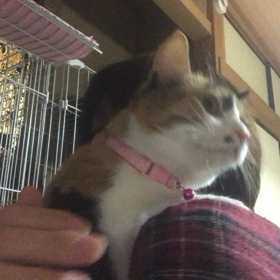 里親様募集中のマリンちゃんの画像