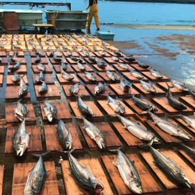 豊浜朝市の様子！今日も鰆や真鯛が豊漁！の画像